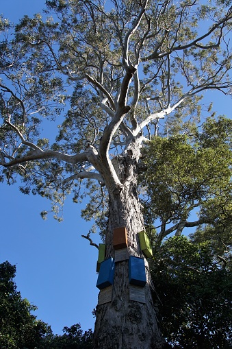 Bombah Point, New South Wales, Australia, July 1, 2019.\nTree serving the preservation of microbats that are losing their habitat in Myall Lakes National Park