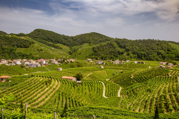 istock Panorama of vineyard county around Valdobbiadene 1161716257