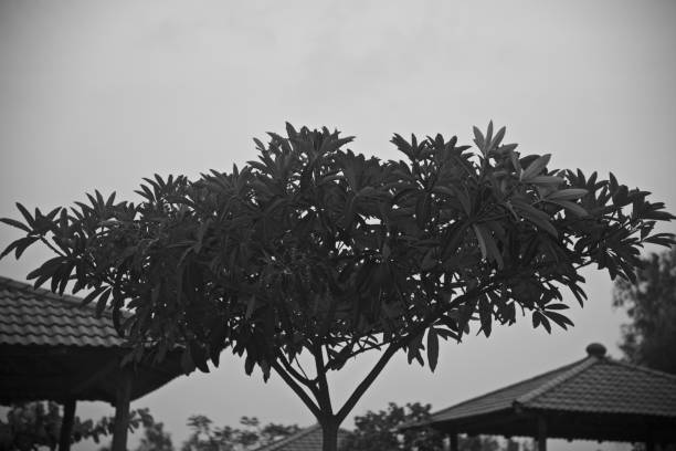 Natural tree leaves unique black and white photo