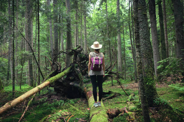 istock Woman with hat and backpack standing on broken tree in ancient pine rainforest. 1161716541