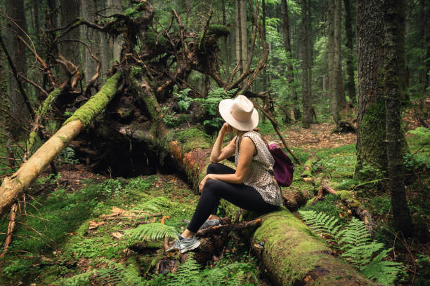 istock Woman with hat and backpack sitting on broken tree in ancient pine rainforest. 1161716569