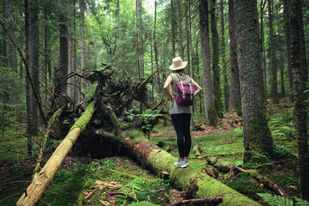 istock Woman with hat and backpack standing on broken tree in ancient pine rainforest. 1161716587