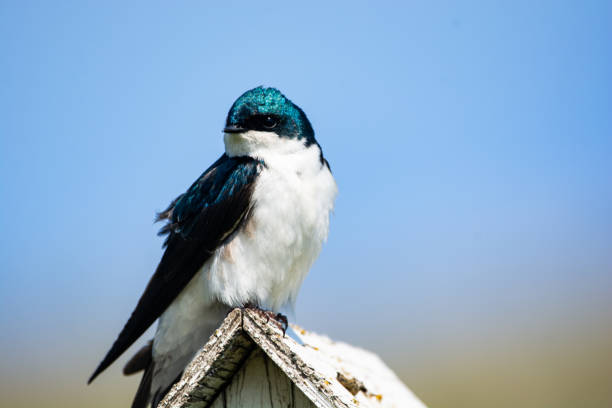 istock Pearl Breasted Swallow Sitting on a Birdhouse 1161717568