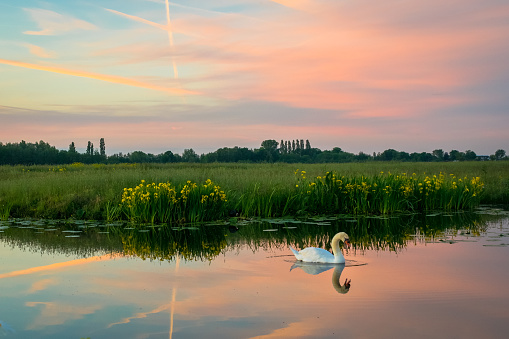 Tranquil scene with a swimming swan under a colorful sky. Beautiful reflections in the water.
