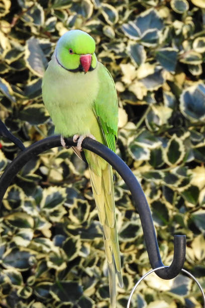 istock Sitting, curiously looking Rose Ringed Parakeet (Psittacula Krameri) in a backyard garden 1161717730