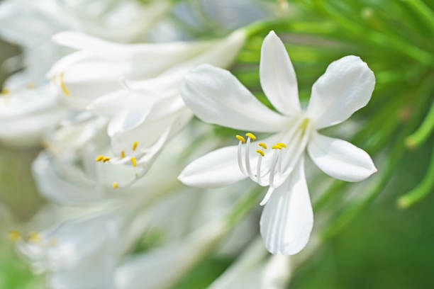 istock Flower of the Agapanthus 1161718419