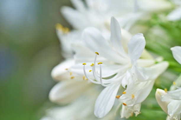 istock Flower of the Agapanthus 1161718442