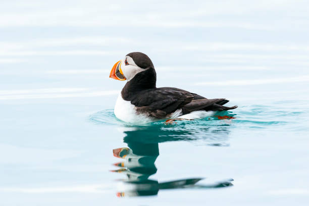 Atlantic puffin (Fratercula arctica) reflected in a calm arctic ocean off the coast of Spitsbergen island