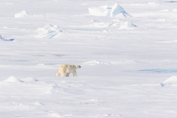 istock Adult male polar bear on pack ice 1161718465