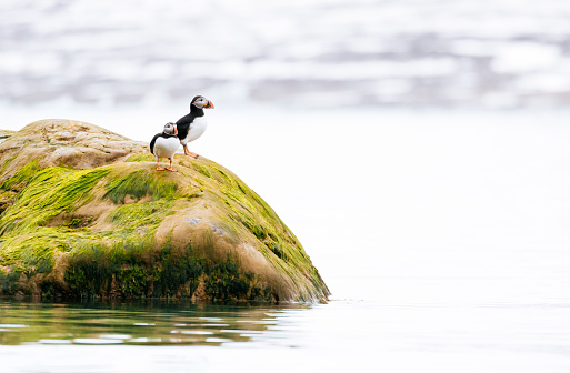 Atlantic puffins (Fratercula arctica) standing on an algae covered rock in the arctic ocean off the coast of Spitsbergen island