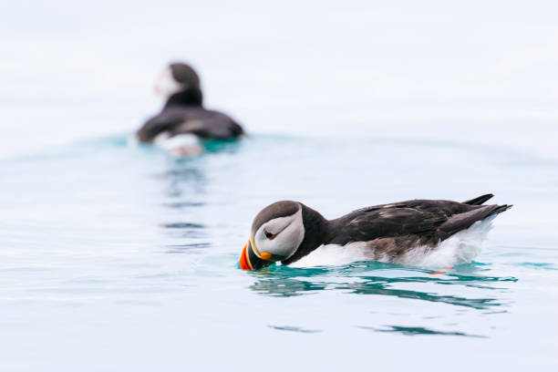 istock Atlantic puffins in the ocean 1161718525