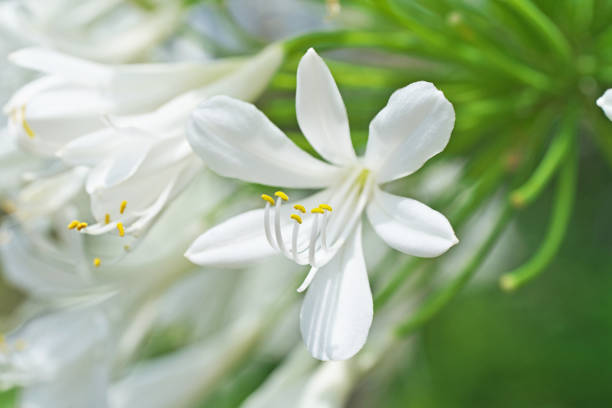 istock Flower of the Agapanthus 1161718581