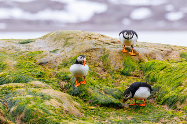 Puffins off the coast of Spitsbergen Atlantic puffins (Fratercula arctica) standing on a rock in the ocean covered in green algae puffin photos stock pictures, royalty-free photos & images