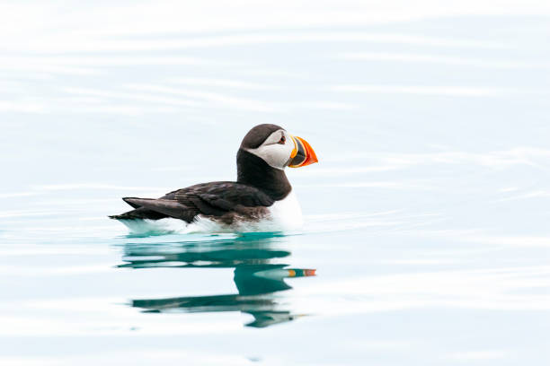 istock Atlantic puffin in the ocean 1161718599