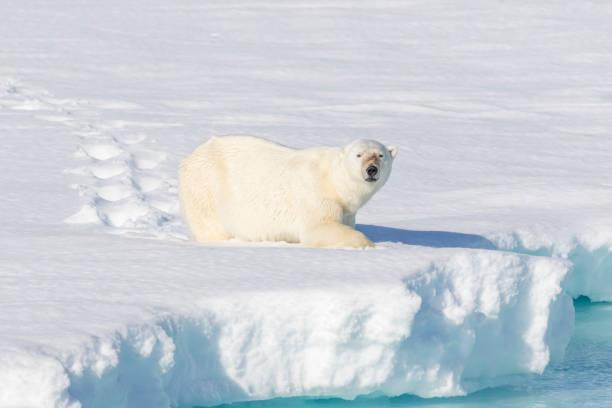 istock Adult male polar bear on pack ice 1161718601