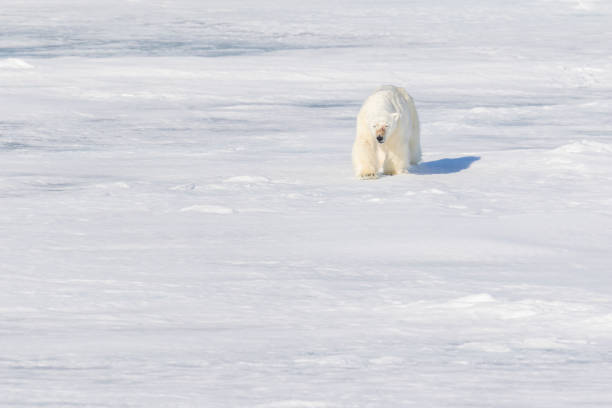 istock Adult male polar bear on pack ice 1161718613