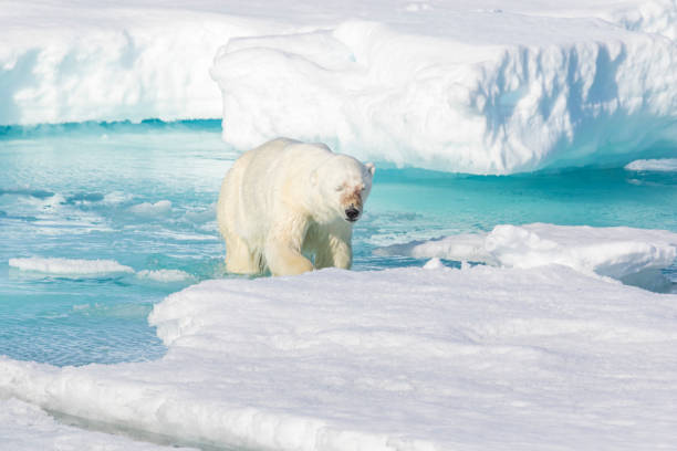 istock Adult male polar bear on pack ice 1161718672