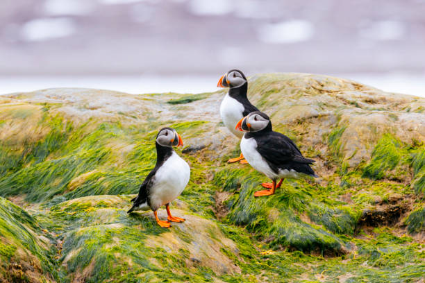 puffins frente a la costa de spitsbergen - svalbard islands fotografías e imágenes de stock