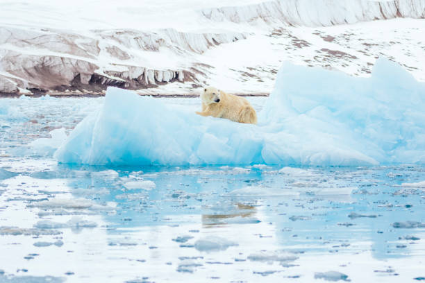 istock Polar bear on an iceberg 1161718750