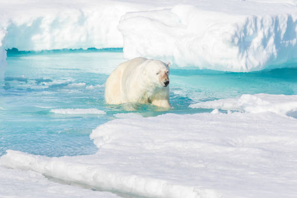 Polar bear (Ursus maritimus) crosses a lead through the arctic ocean in pack ice off the northwest coast of Spitsbergen Island, Svalbard