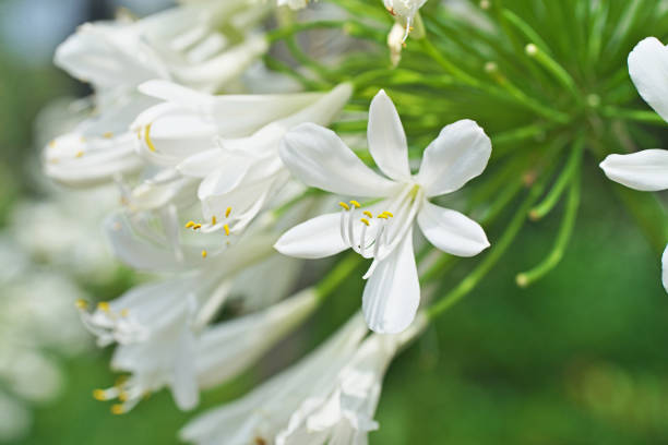 istock Flower of the Agapanthus 1161718786