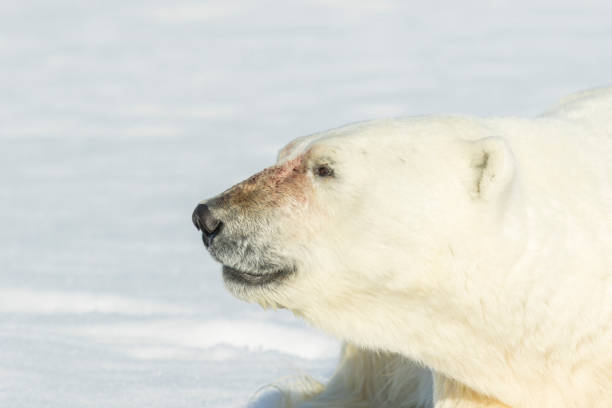 istock Male polar bear on pack ice 1161718803