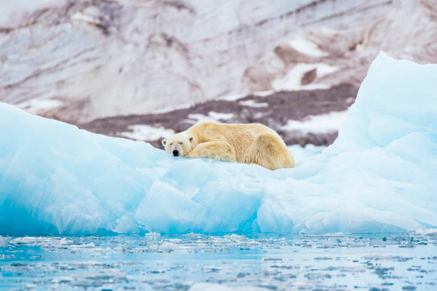 ours blanc sur un iceberg - ours polaire photos et images de collection