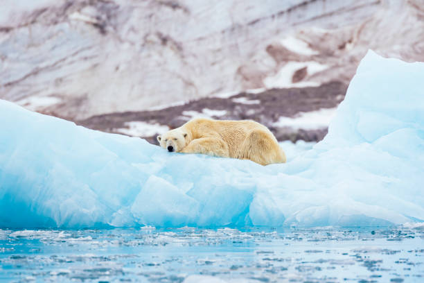 белый медведь на айсберге - polar bear arctic global warming ice стоковые фото и изображения