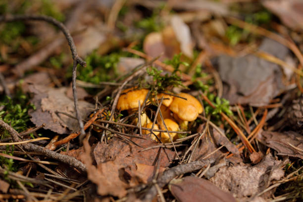 istock Yellow, raw chanterelle mushrooms growing in the dense forest. 1161719419