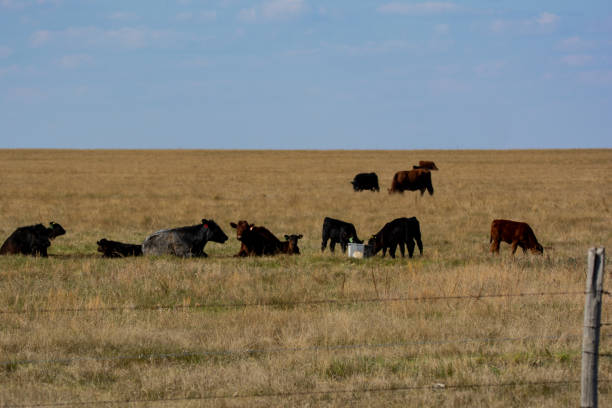 istock Grass Fed Cattle on the Prairie in Spring 1161719784