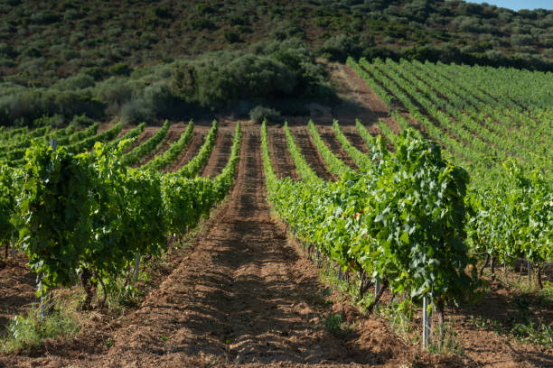 istock Vineyards in Corsica 1161720560