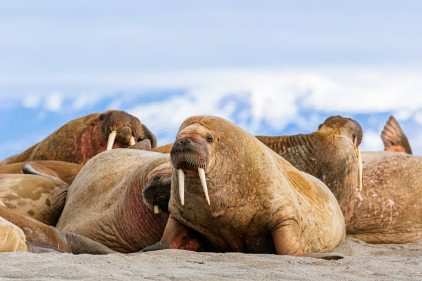 Walrus haul out Walrus (Odobenus rosmarus) hauled out at a popular expedition ship landing spot called Poolepynten walrus stock pictures, royalty-free photos & images