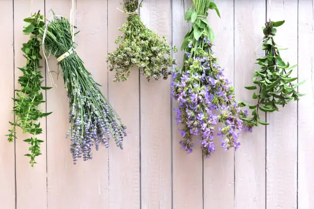 fresh lavender, sage, mint and marjoram are hanging to the ostrich to dry on a white wooden wall