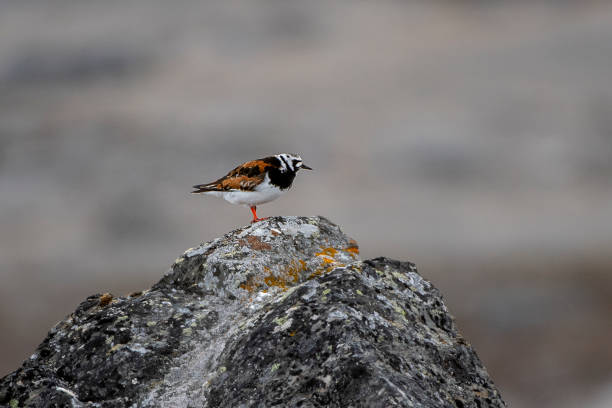 istock Turnstone over a rock at Svalbard Islands 1161725053