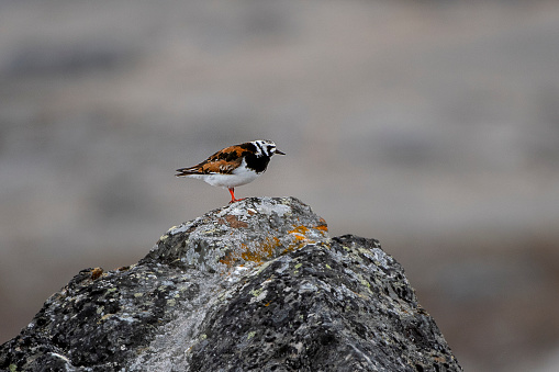 Turnstone over a rock at Svalbard Islands
