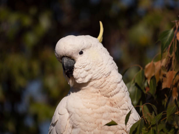 Sulphur Crested Cockatoo close up stock photo