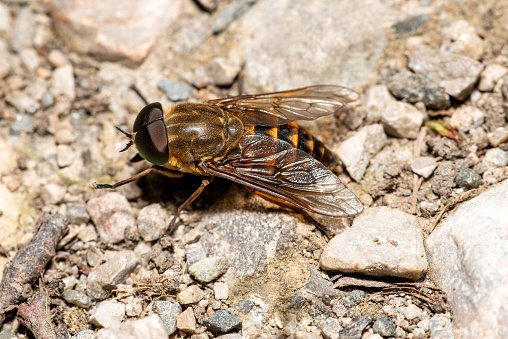closeup view of a horsefly sitting on ground
