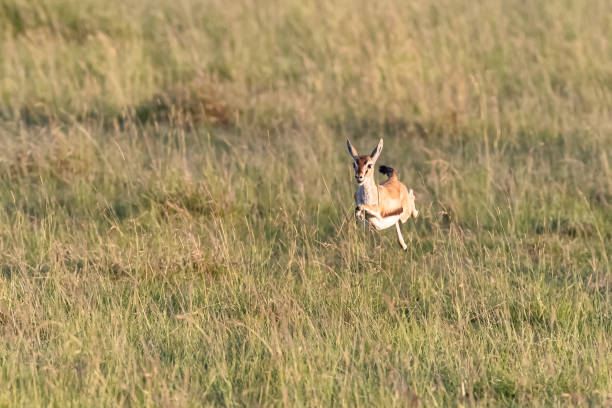 thomsons gazelle skacze długą trawę masai mara - thomsons gazelle zdjęcia i obrazy z banku zdjęć