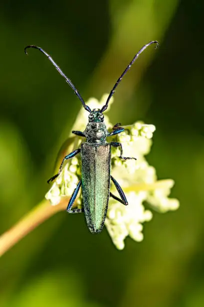 close up view of a longhorn beetle sitting on a white bloom