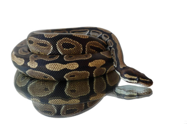 istock Snake and its reflection. Lies on the mirror. 1161727801