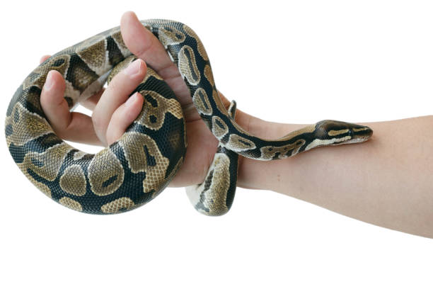 istock The image of the royal or ball python on the hand of man 1161727812