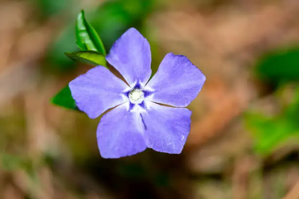 closeup view of single violet bloom