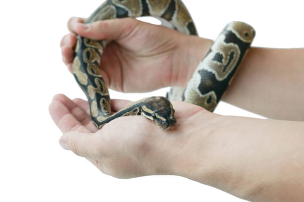 istock The image of the royal or ball python on the hand of man 1161727871