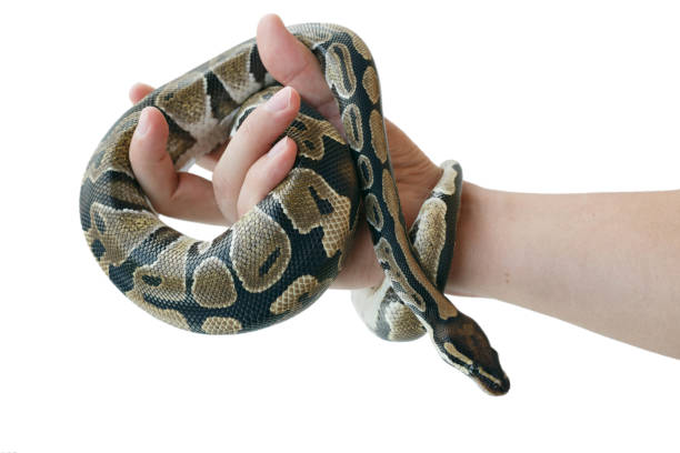 istock The image of the royal or ball python on the hand of man 1161727921