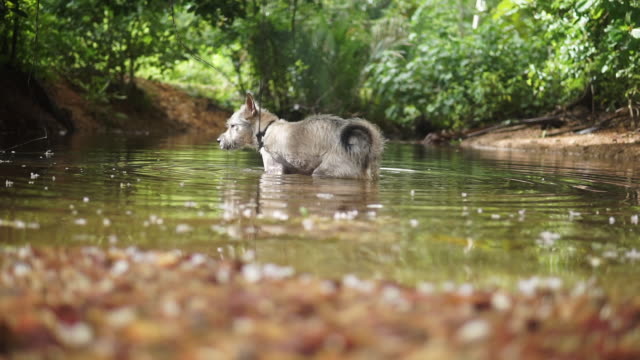 Pet dog cooling down in water to beat Summer heat