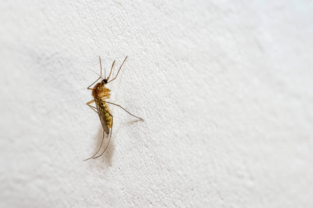 istock A mosquito with a protruding proboscis sits on a white wall. Text space 1161728717