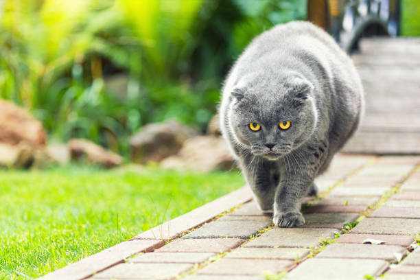 big fat overweight serious grey british cat with yellow eyes walking on road at backyard outdoors with green grass lawn on background. like a boss cat portrait walk in garden - large cat imagens e fotografias de stock