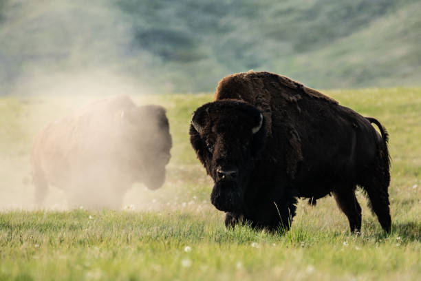 istock Bison of Grasslands National Park in Spring 1161732218