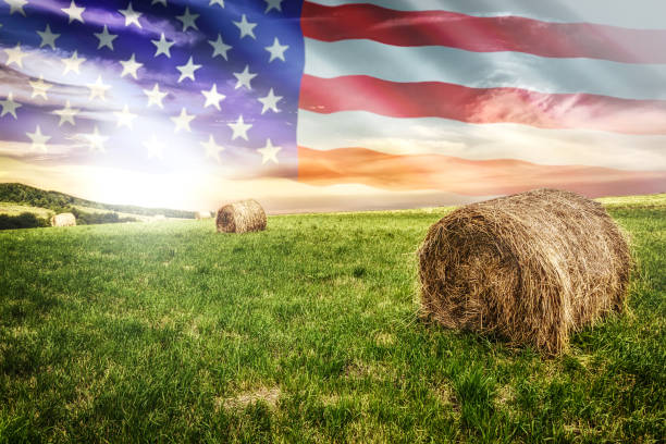 american farm field - poland rural scene scenics pasture imagens e fotografias de stock