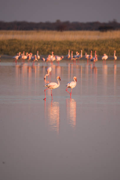 istock Flamingos in Makgadikgadi Pans, Botswana 1161732429